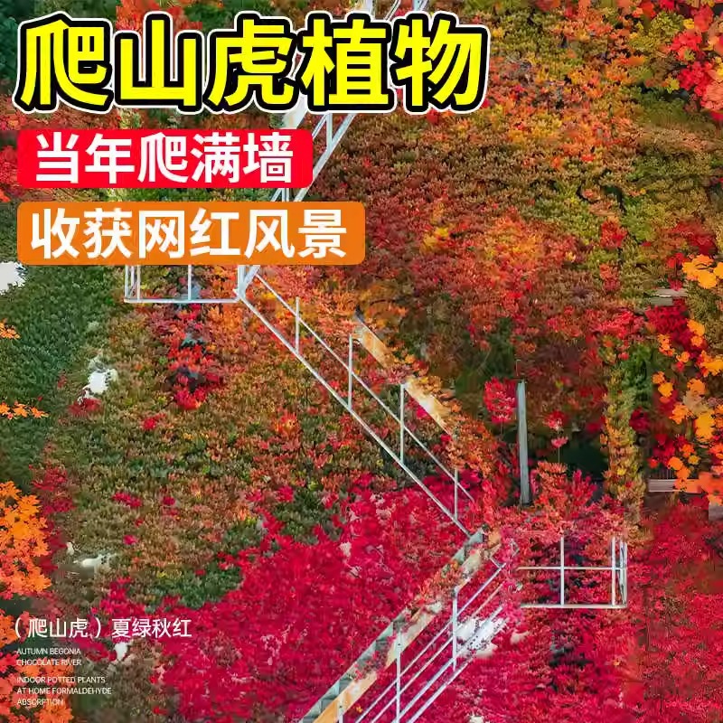 爬山虎种子爬墙的种籽爬墙虎种子爬藤植物攀爬植物种子常绿耐寒籽