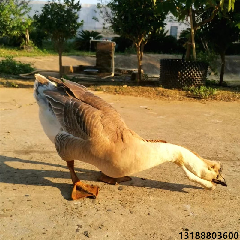 狮头鹅苗 种鹅肉鹅常年养殖成年狮头鹅 提供技术支持