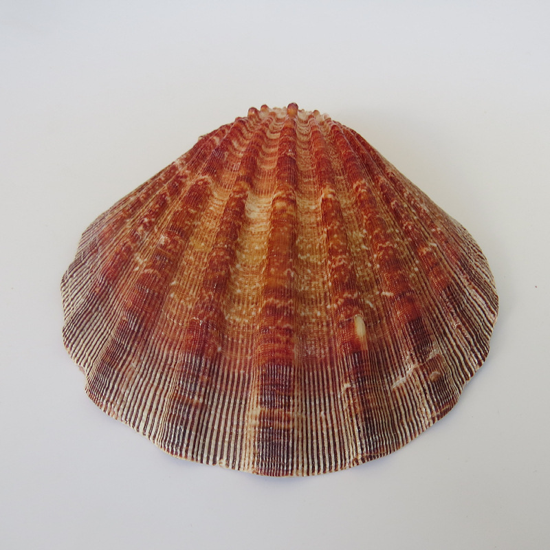 狮爪海扇蛤自然海贝 自然贝壳小摆件 扇贝贝壳鱼缸装饰 厂家批发