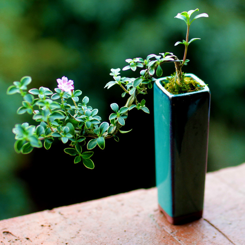 六月雪盆景 微型盆景室内盆栽 金边红花六月雪悬崖小盆景趣味