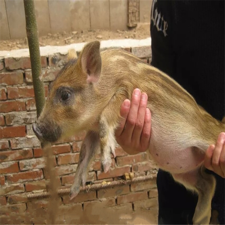 广东野猪苗图片