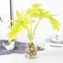 黄金春羽瓦萨维奇撕裂蔓绿绒黄金赛洛姆天南星科热带室内观叶植物