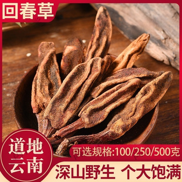 药材全回春草野生云南新货正品顶天柱草苁蓉男性滋补泡酒茶深山采