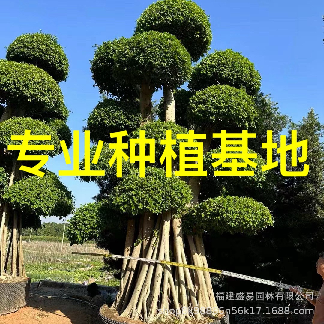 广西小叶榕桩景 四川造型小叶榕批发 重庆小叶榕桩头价格造型榕树