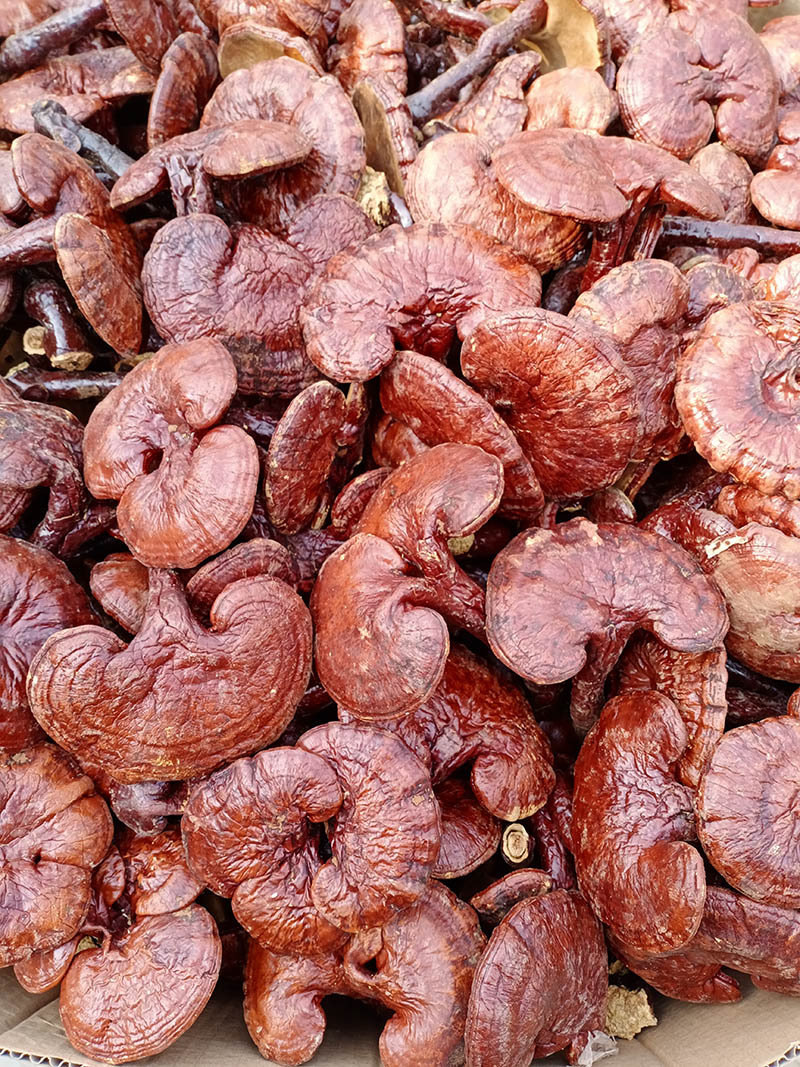 产地供应 安徽大别山金寨椴木赤灵芝 红芝熟灵芝 小红灵芝500g