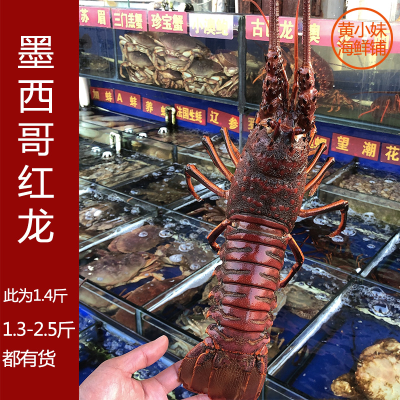 鲜活发货 墨西哥红野生进口海捕特大古巴龙西澳龙虾1.3斤-阿里巴巴