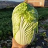 Yunnan Alpine fresh Farm Vegetables Open air plant Now pick Now send Season Fresh Vegetables