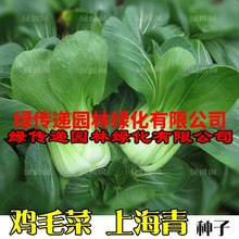 上海青鸡毛菜种孑青梗菜种子小白菜油菜籽耐热耐寒四季播蔬菜种子