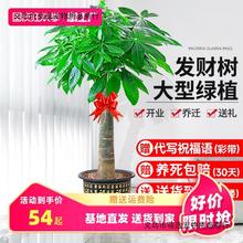 发财树盆栽室内好养大型树绿植物客厅办公室开业花卉盆景甲醛