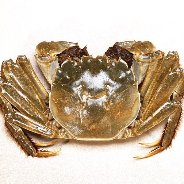 螃蟹单只人工养殖一件代发鲜活大闸蟹湖蟹全国包邮