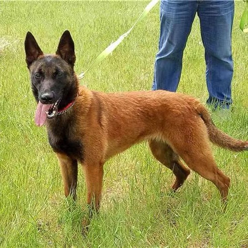 纯种马犬活体幼犬警犬赛级比利时爆红护卫动物宠物狗幼崽-阿里巴巴