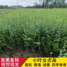 灌木长青小叶女贞苗  庭院绿篱植物  抗寒不落叶四季常青青叶女贞