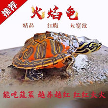 火焰龟活体小乌龟活体红腹宽纹火焰龟深水观赏龟吃粪龟招财龟好养