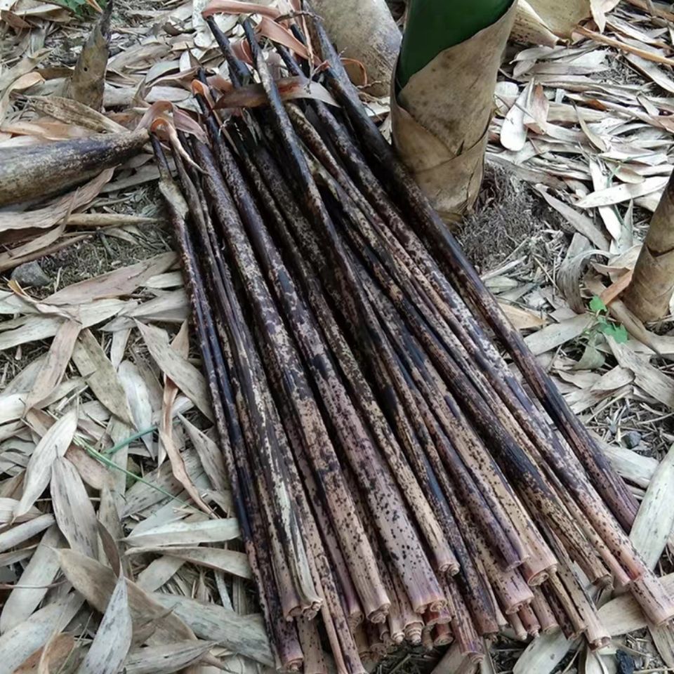 新货重庆寿竹斑竹壳笋壳端午包粽子包粑粑粽子壳农家野生干粽叶