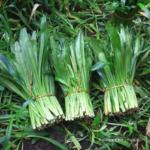 云南新鲜蔬菜大香菜泰国香菜傣味菜刺芹撒苤冬阴功汤原料老缅芫荽