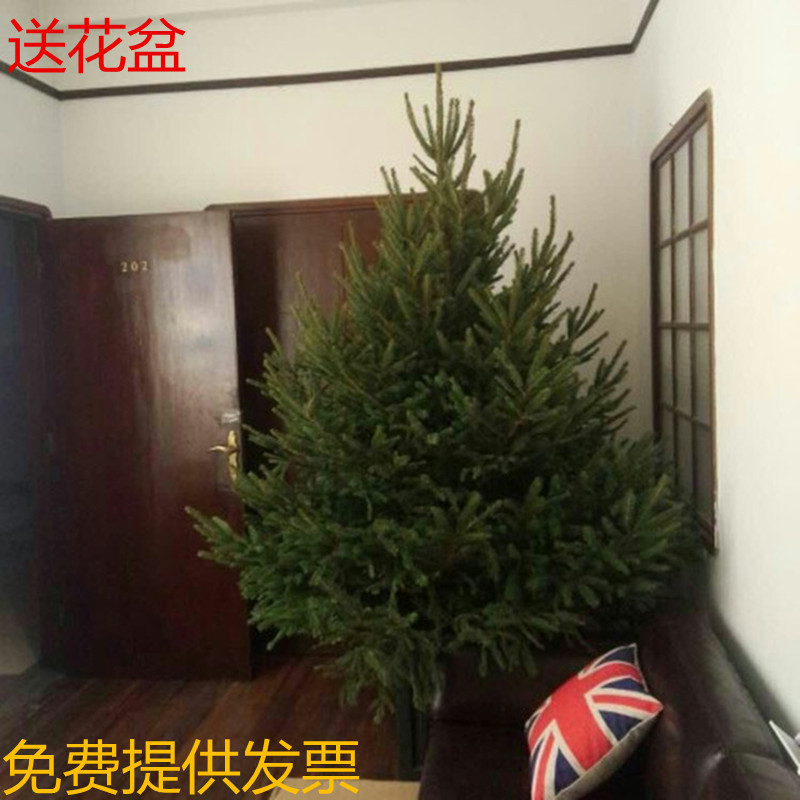一件代发热卖真正的松树圣诞树 云杉 园林绿化圣诞树真树盆栽花卉