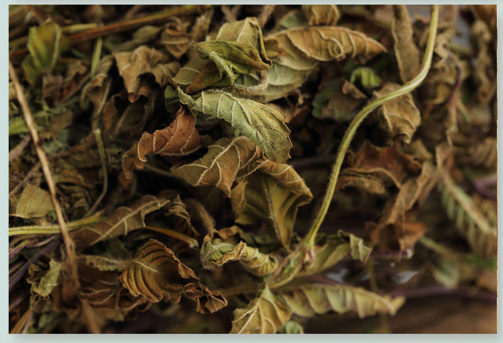 仙草干仙人草全叶烧仙草冻黑凉粉草粿草汁仙人粄草龟苓膏新鲜草干