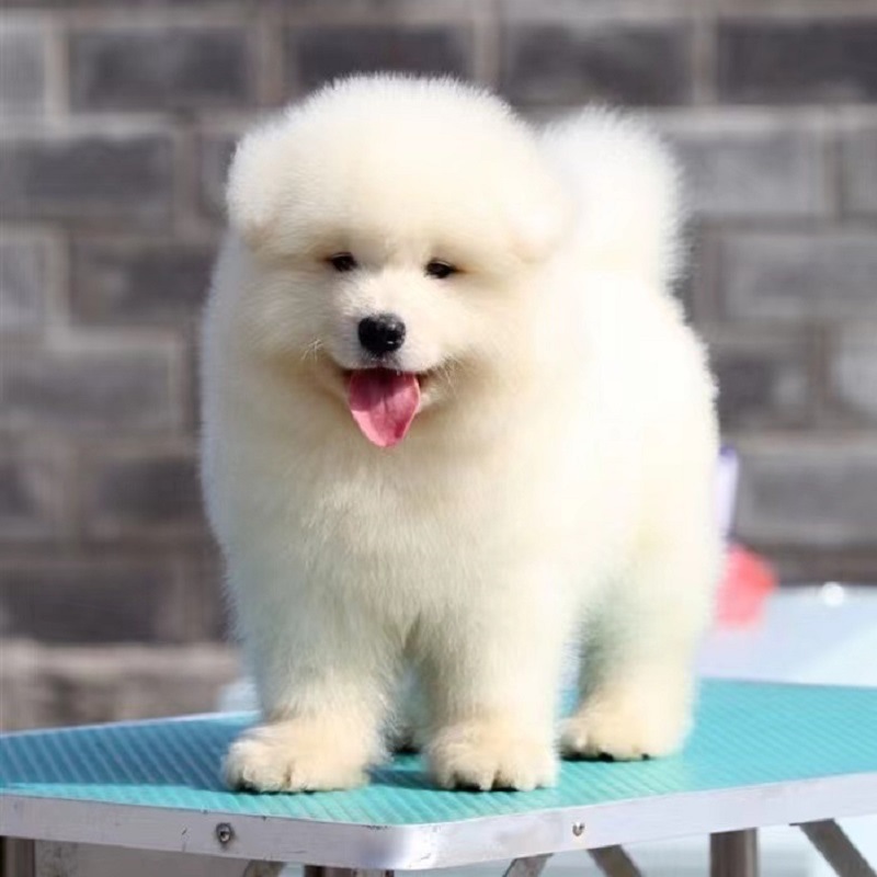 纯种萨摩耶犬幼犬活体雪橇犬微笑天使萨摩耶幼犬宠物狗狗萨摩耶犬