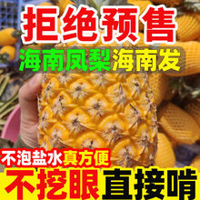 真海南发货海南金钻凤梨手撕凤梨新鲜应季水果包邮