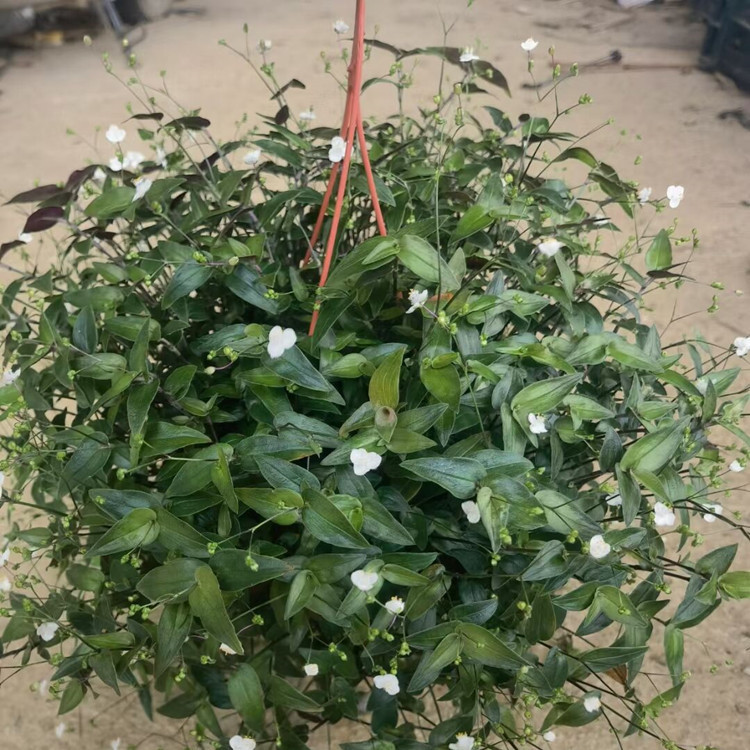 广州基地种植批发婚纱吊兰植物盆栽店面装饰好养白色小花花卉160