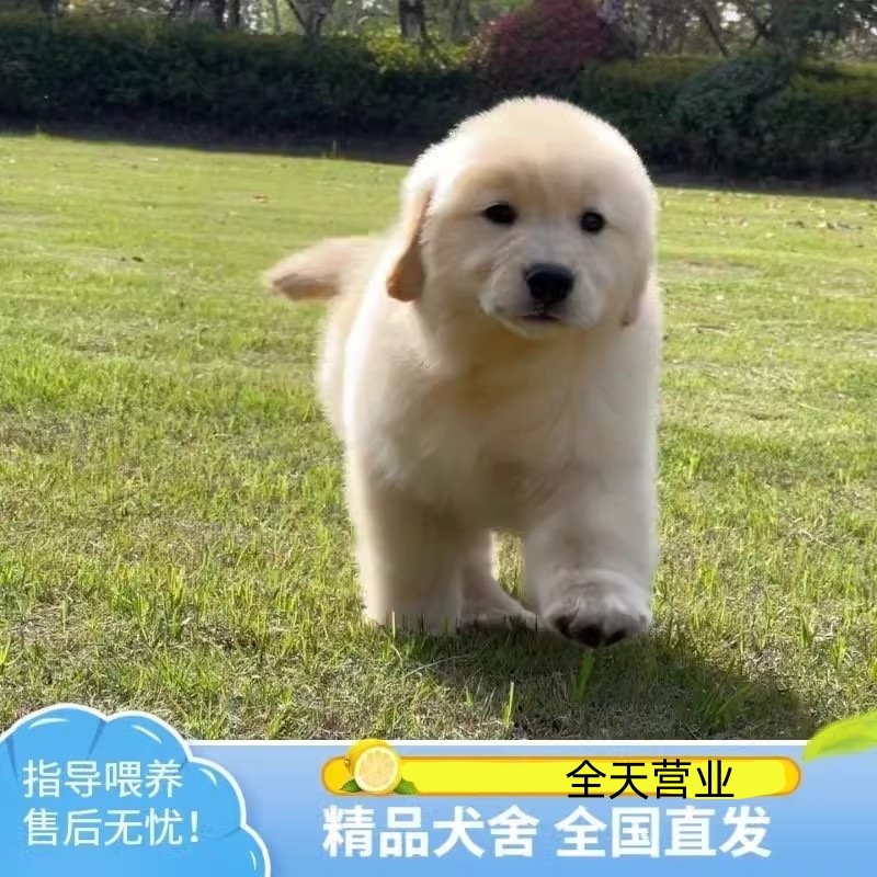 批发金毛犬幼犬纯种活体 出售金毛幼犬寻回犬赛级双血统金毛幼崽