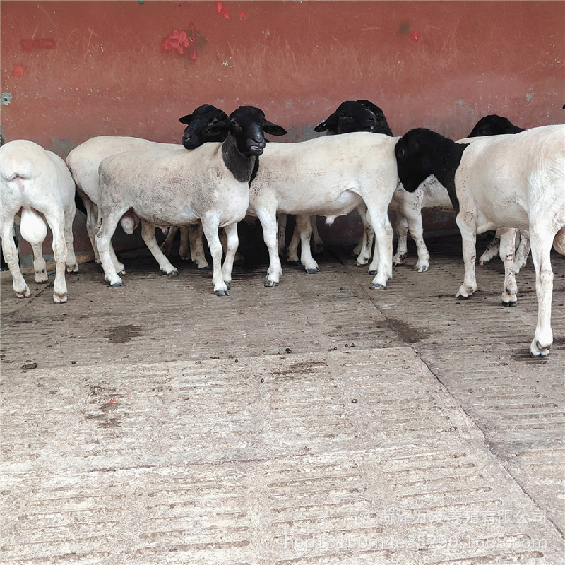 杜泊羊种羊价格杜泊羊多少钱一只山东杜泊绵羊养殖场-阿里巴巴