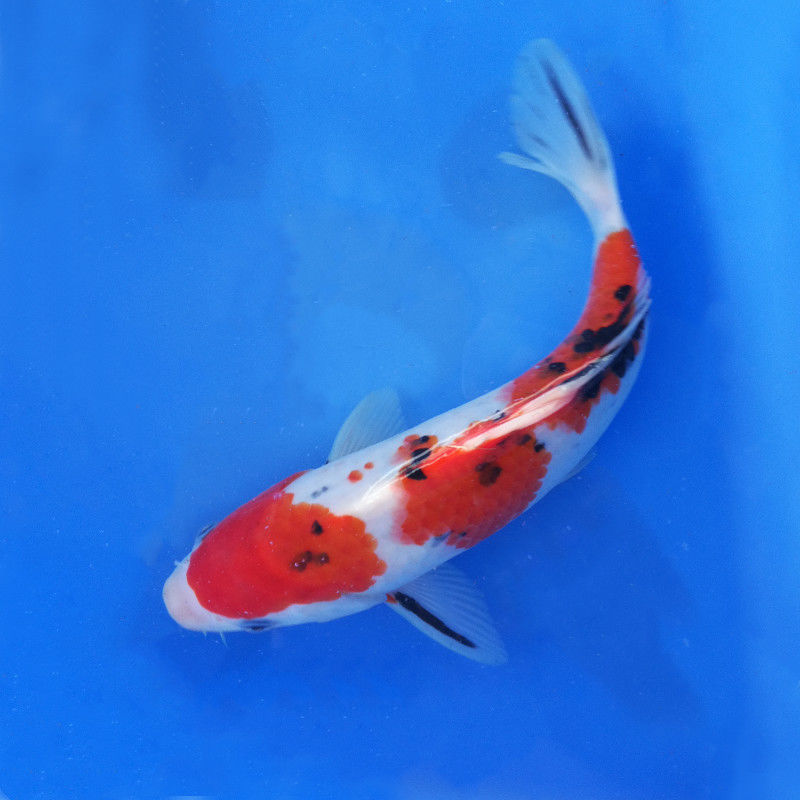 包邮三色锦鲤活体观赏鱼转运招财镇宅好养风水活鱼苗大正昭和