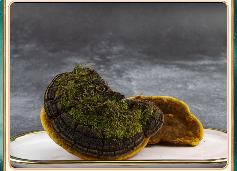 桑黄特级正品西藏波密桑树桑黄茶整支可切片打粉批发金边灵芝干货