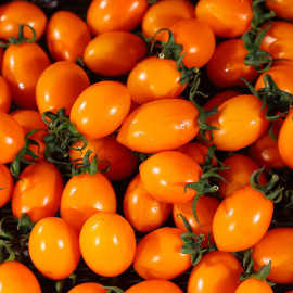 【顺丰包邮】福建金玲珑黄圣女果金色小番茄西红柿水果新鲜