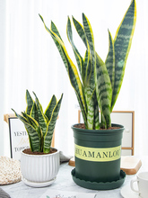 金边虎皮兰大盆栽办公室内易活植物客厅绿植净化空气好养盆栽