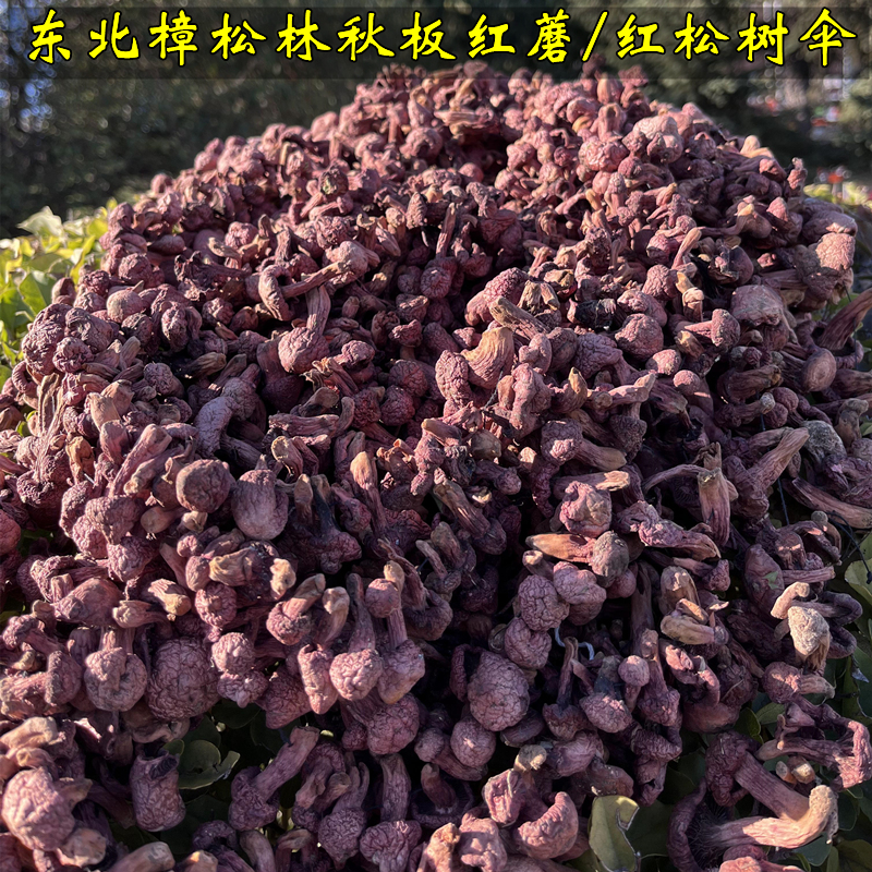 野生松树伞蘑菇红蘑菇丁干红松蘑鸡血肉蘑菌菇炖煲汤干货东北特产