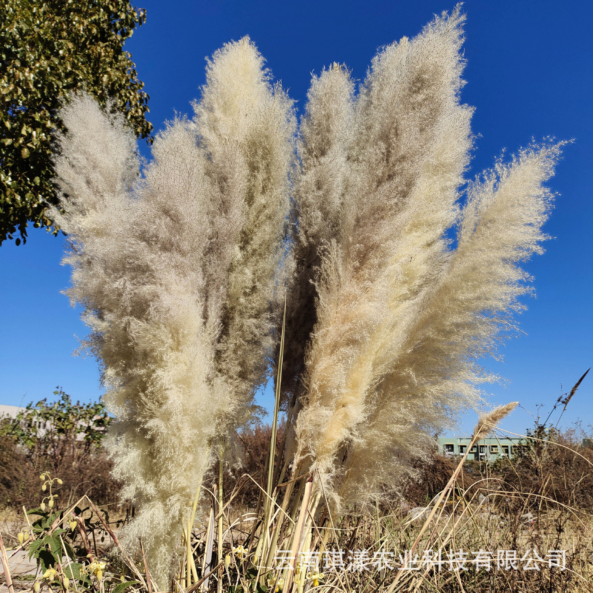 云南芦苇大蒲苇工厂批发干花花束蓬松大花穗北欧落地装饰婚礼布置