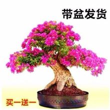 三角梅盆栽植物花卉苗新品种玫瑰阳台庭院净化空气四季开勤花盆景