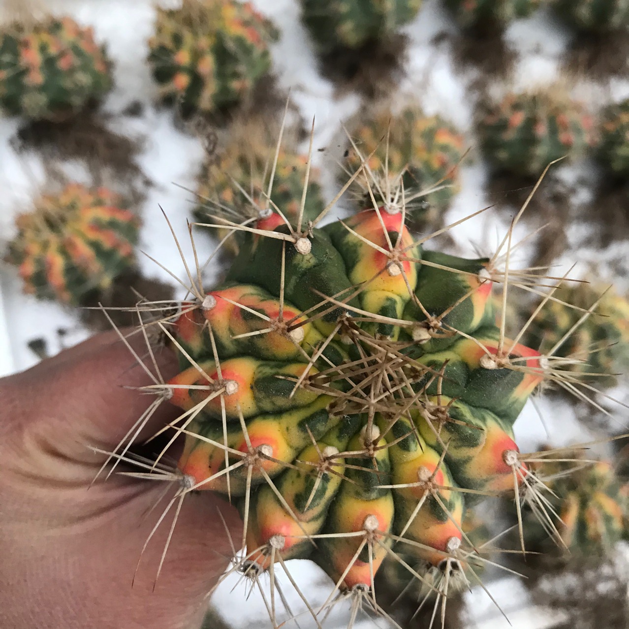 实生仙人球翠晃冠锦翠皇冠锦自然锦多肉植物小盆栽漳州基地批发