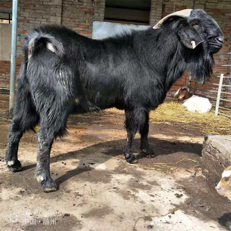 努比亚黑山羊和白山羊哪个好 黑山羊羔多少钱一只 波尔羊养殖场