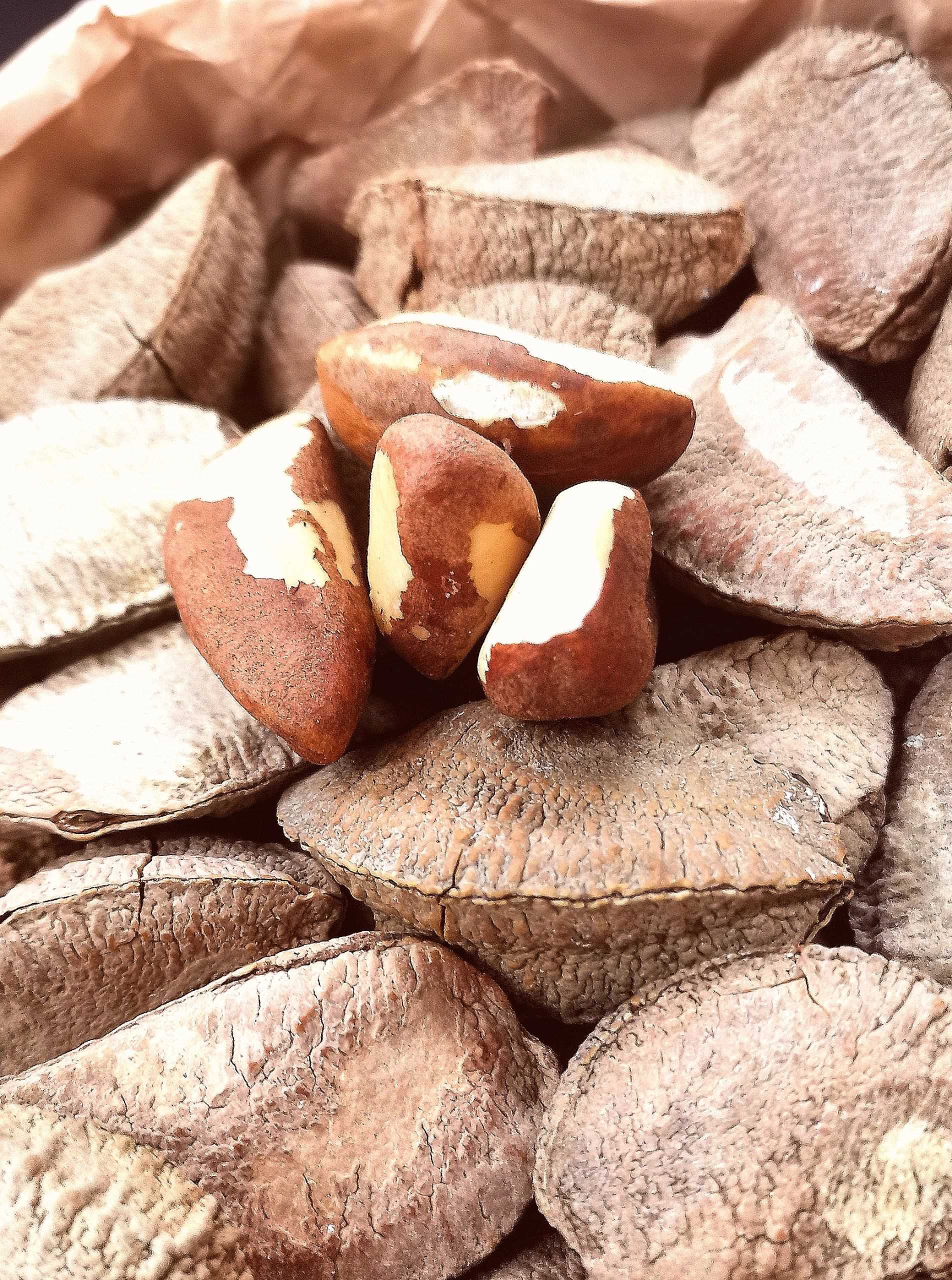 鲍鱼果新疆沙漠大鲍鱼果盐焗鲍鱼果大颗粒坚果干果坚