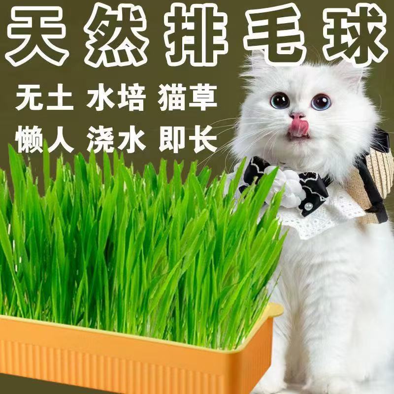 批发猫草种子土培种植水培种植猫草自种宠物零食四季种子猫咪用品
