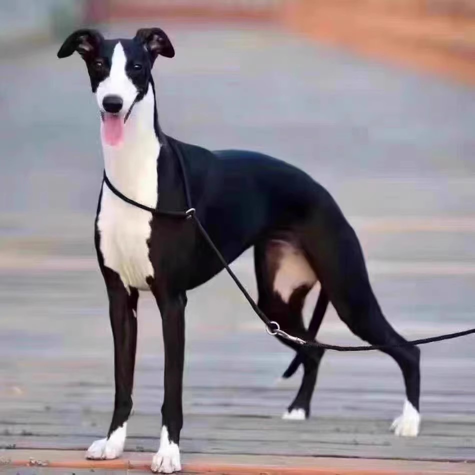 灵缇犬纯种活体格力犬猎兔犬幼犬惠比特成年猎狗山东细犬黑白全活
