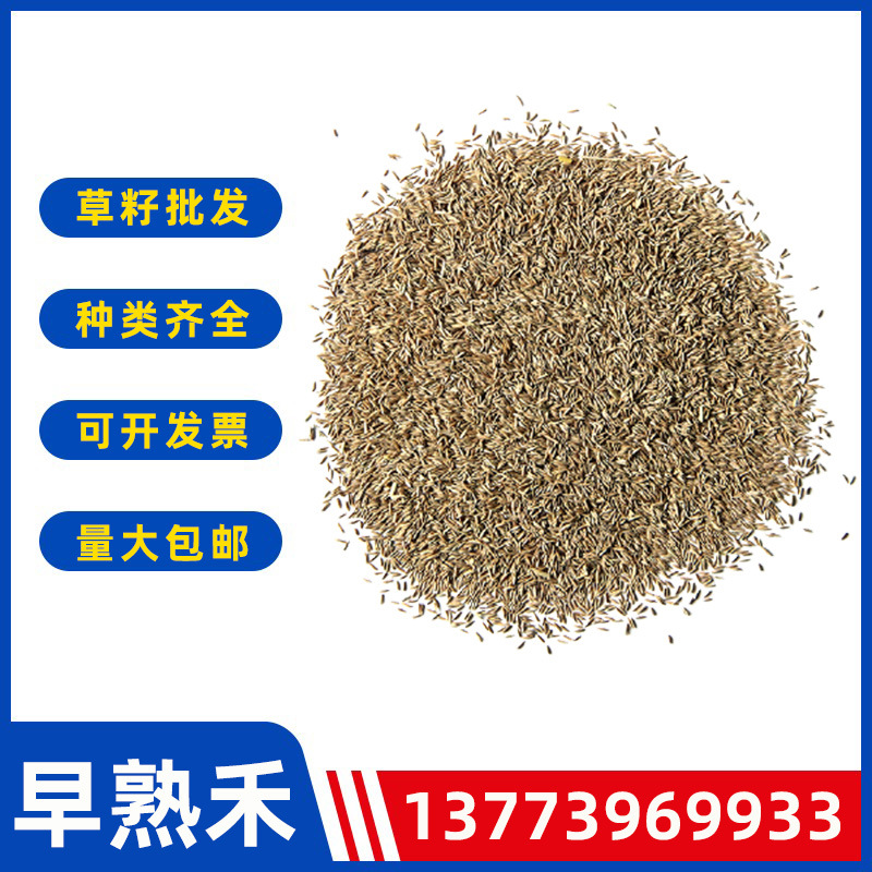 早熟禾种子批发 公园庭院地被绿化草籽耐寒耐旱护坡固土草坪草子
