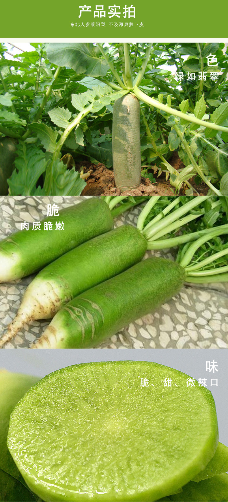 萝卜_04.jpg