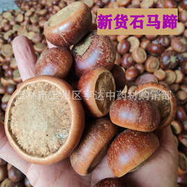 新货石马蹄 山马蹄果 扁形风流果货源充足