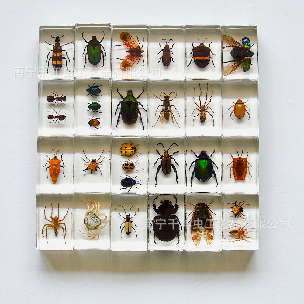 厂家新款手工滴胶树脂昆虫书镇透明琥珀昆虫标本旅游景区热卖