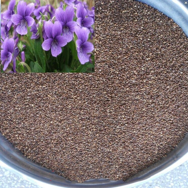 批发紫花地丁种子 多年生观赏草本 植株低矮 耐阴 耐寒等-阿里巴巴