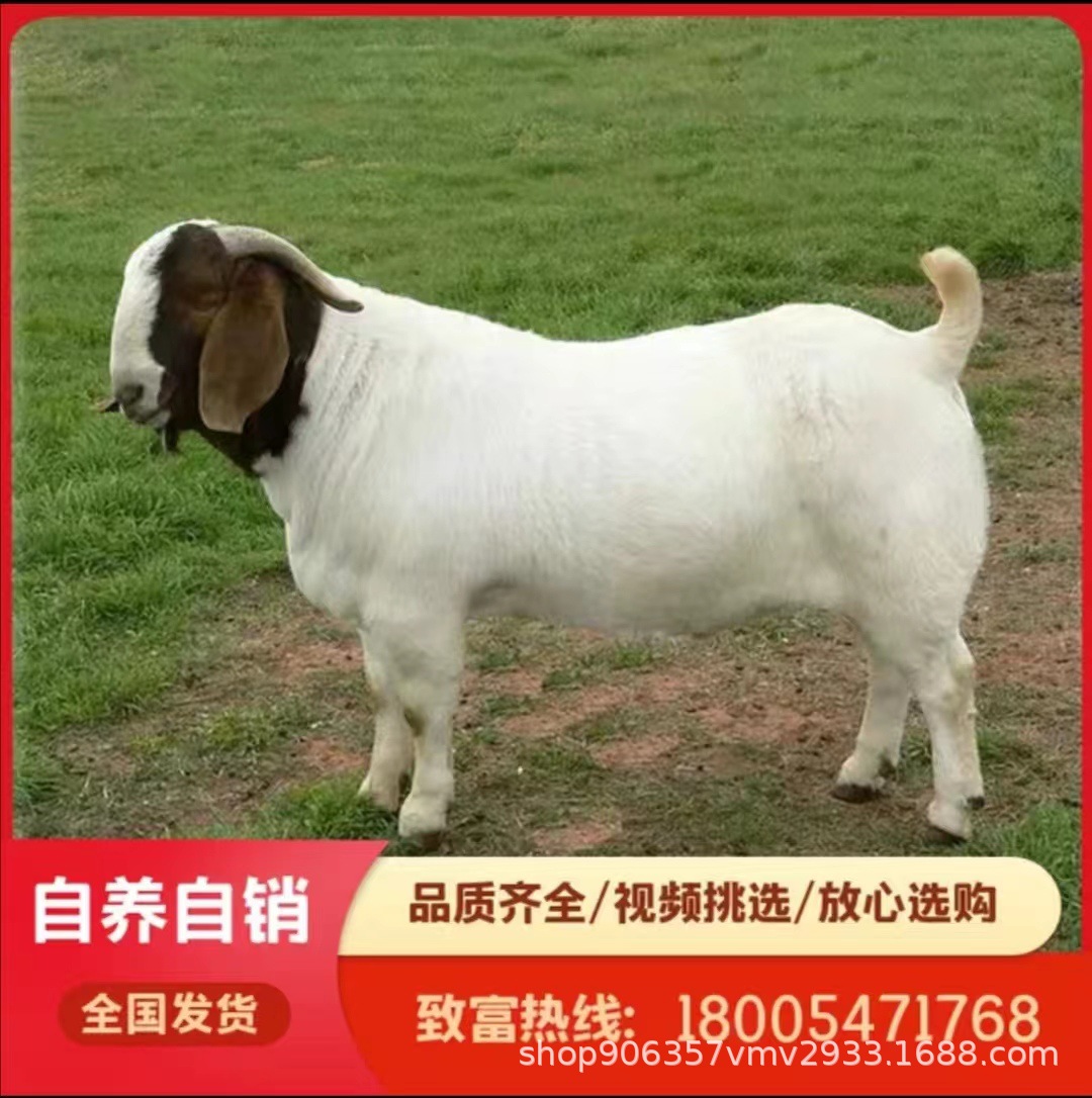 波尔山羊小羊羔纯种小羊活苗怀孕母羊种公羊 波尔山羊纯种羊苗