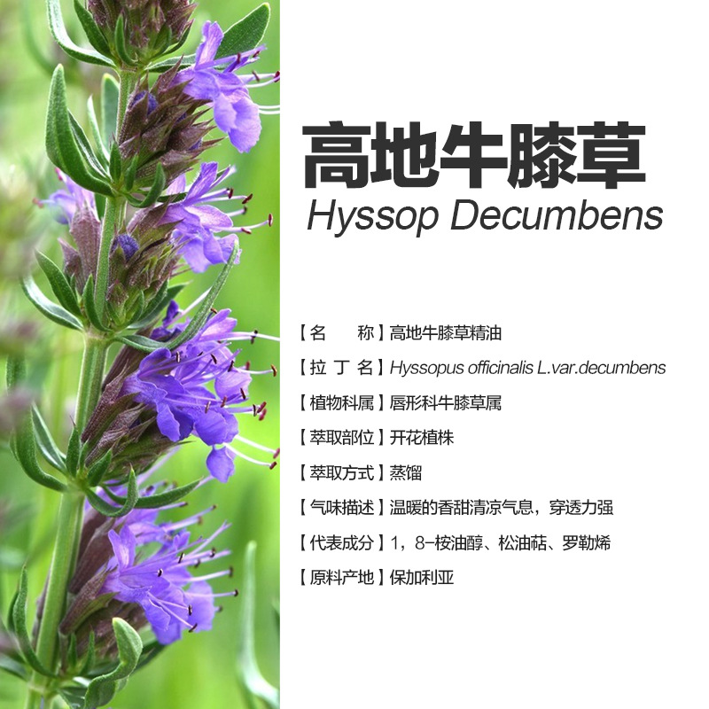 阿甘树高地牛膝草精油单方精油hyssopdecumbens