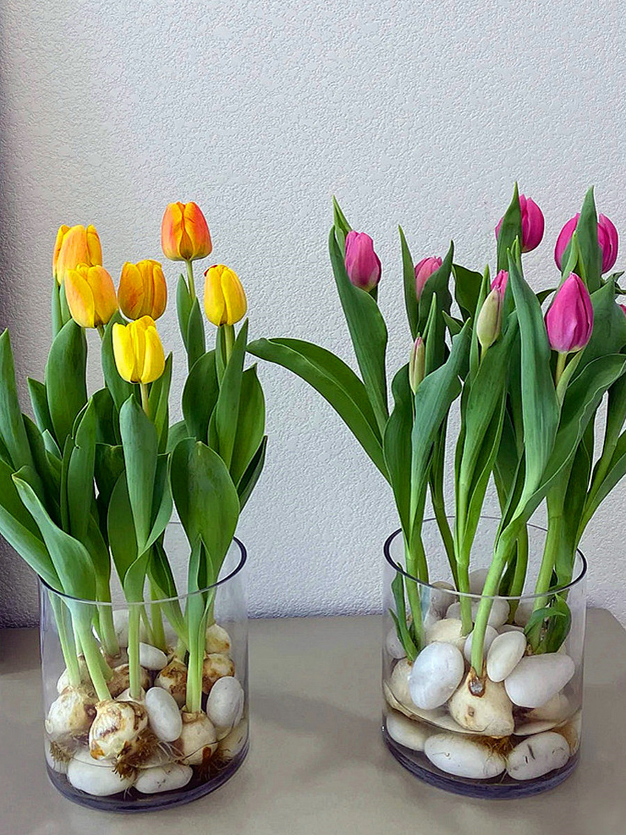 庭院花卉植物冬季