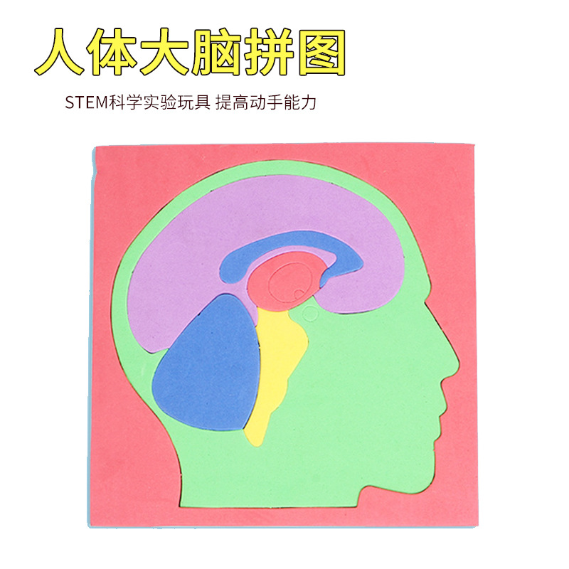 手工diy拼图 人体大脑位置模型拼图科技小制作发明益智科学实验