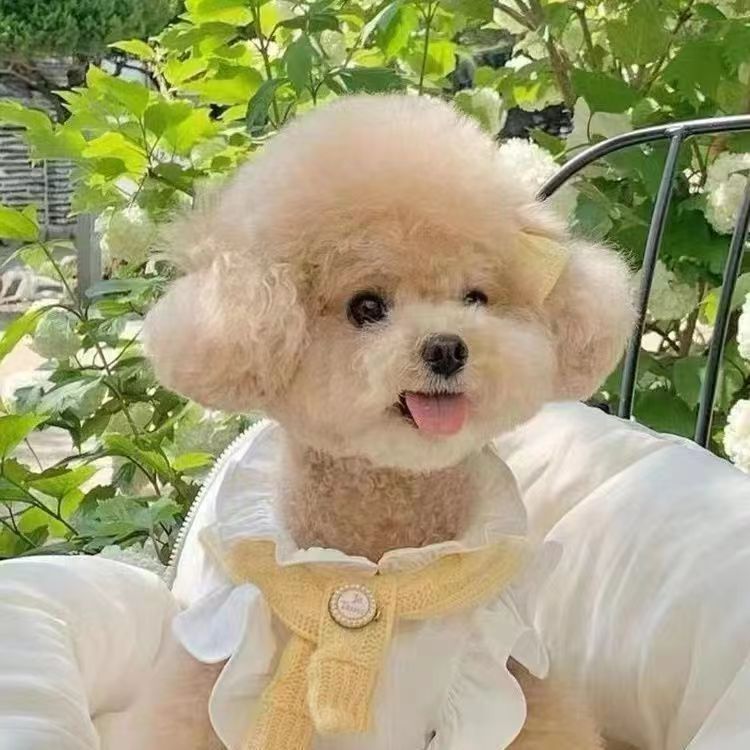 纯种泰迪犬幼犬活体出售长不大茶杯犬泰迪幼崽贵宾犬幼崽宠物狗狗