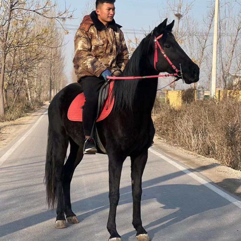 活体大马纯黑色高头大马农庄骑乘大马调教成熟听话的马农庄待客马
