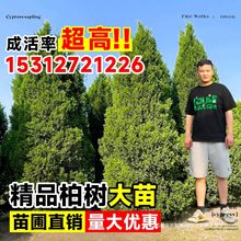 柏树树苗塔柏侧柏龙柏庭院行道风景大树园林工程绿化乔木四季常青